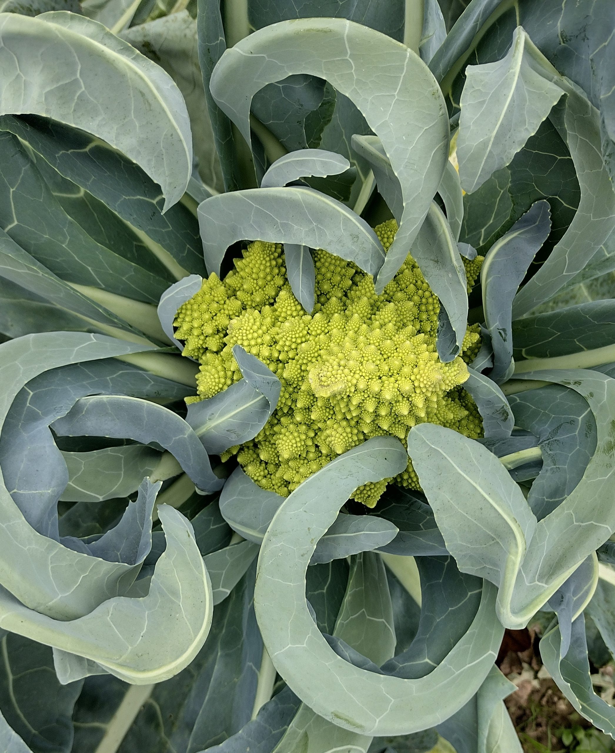 Chou Romanesco